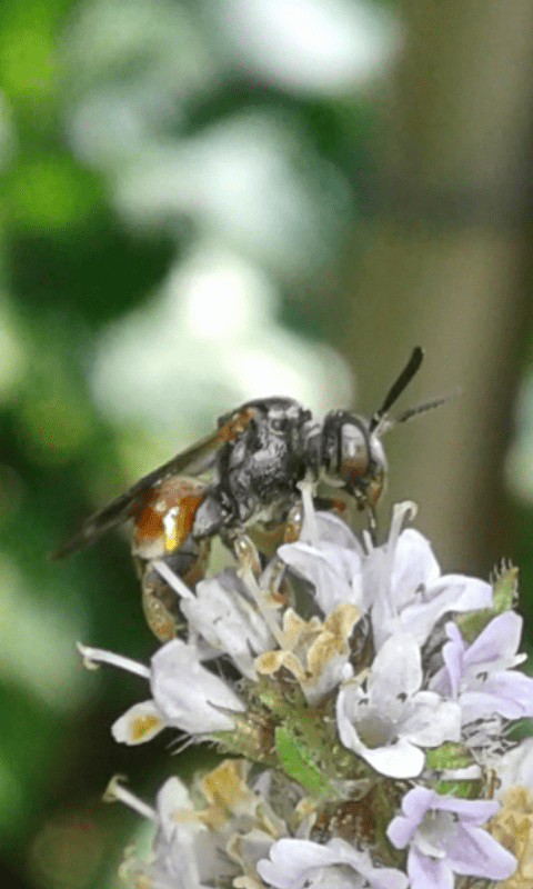 Apidae : Epeoloides coecultines? No, Pasites maculatus